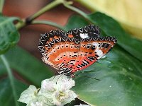 Red Lacewing Butterfly